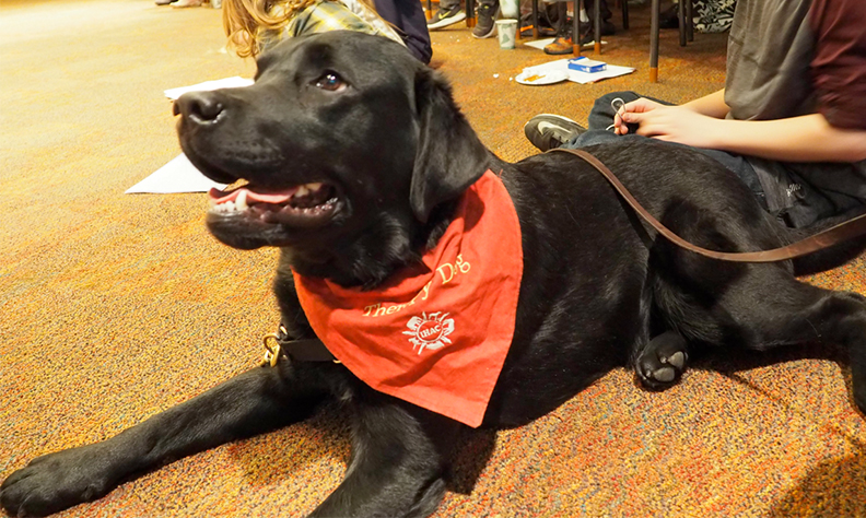 Therapy dog