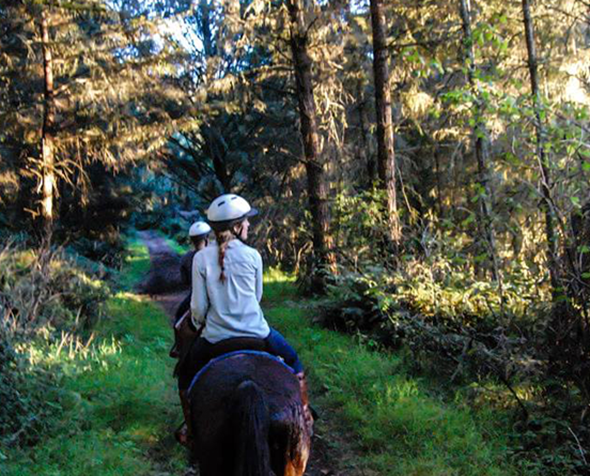Equine Assisted Psychotherapy