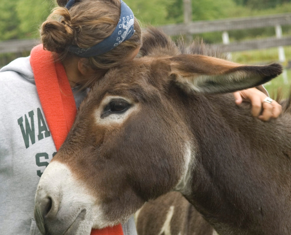 donkey