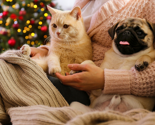 Person sitting on couch with dog and cat with holiday decor
