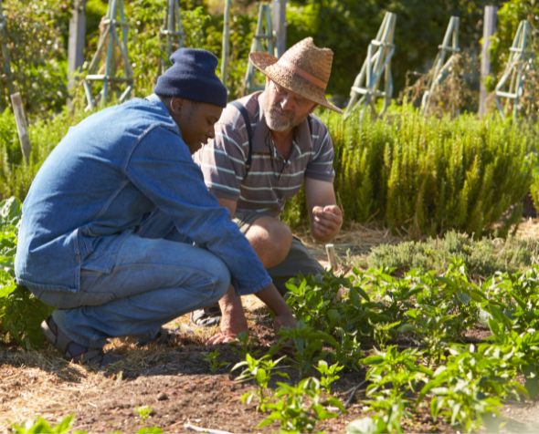 Men in a community garden