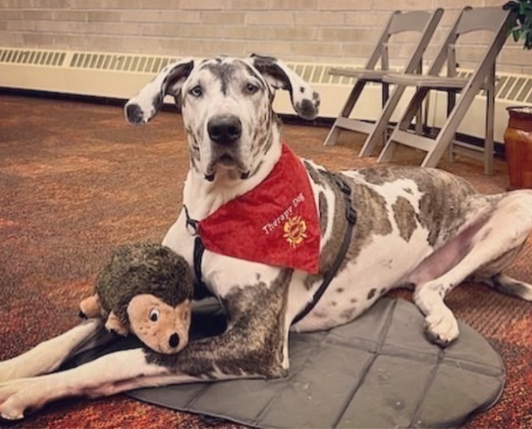 Great dane wearing IHAC bandana