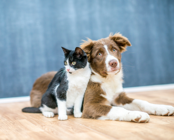Cat and dog