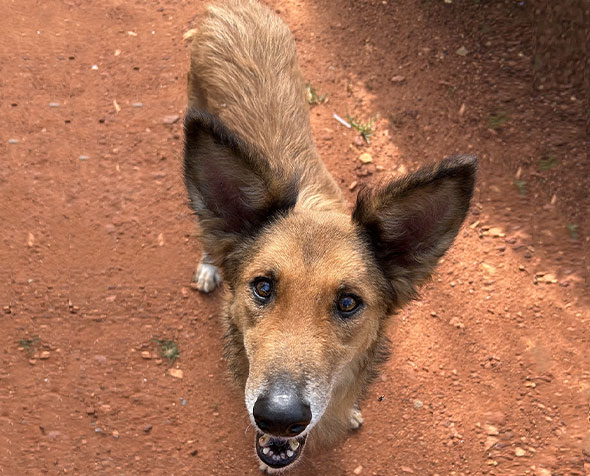 Jack was rescued by the BIG FIX after being found with severe injuries and made a full recovery.