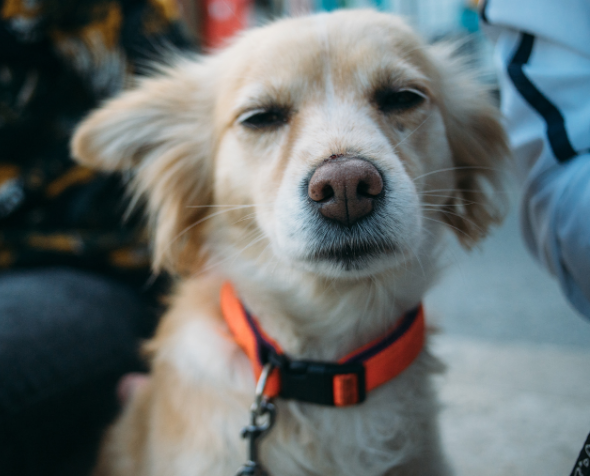PetSmart Charities dog