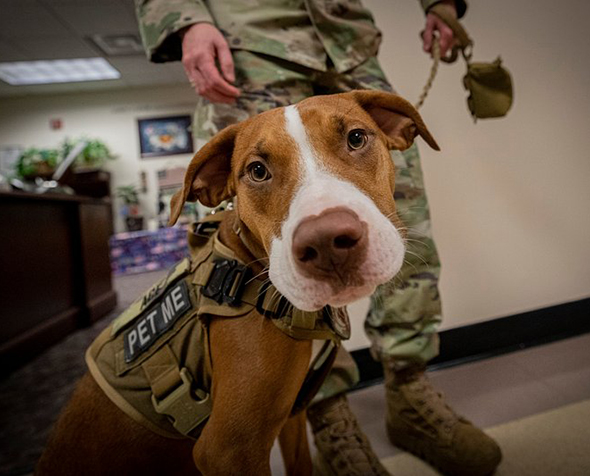 A military service dog sitting in front of a soldier