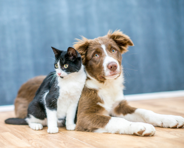 Cat and dog