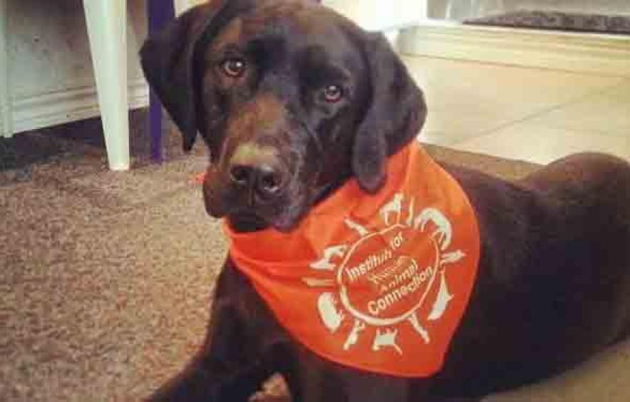 brown dog wearing orange ihac bandana