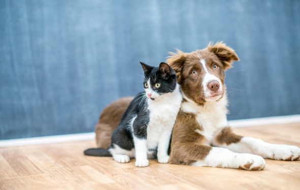 Cat and dog