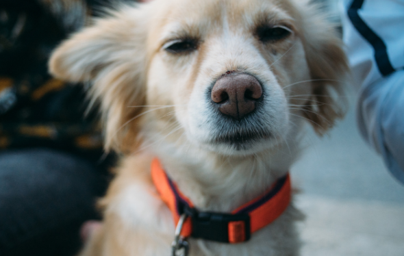 petsmart charities dog