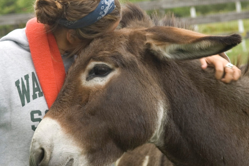 donkey
