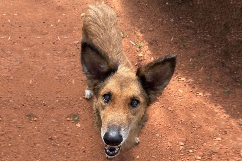 Jack was rescued by the BIG FIX after being found with severe injuries and made a full recovery.