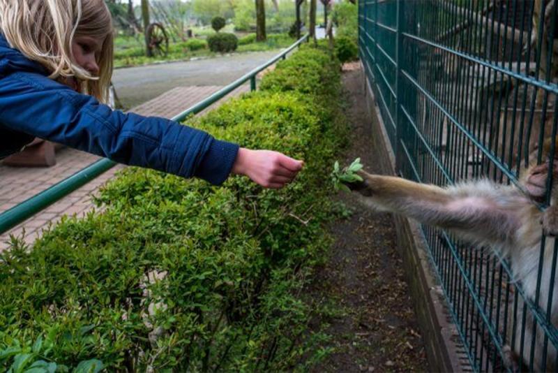 a young girl extends some leaves to a monkey caged in a zoo