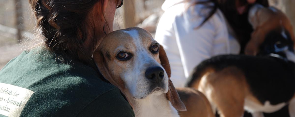 beagle on resting on person's shoulder