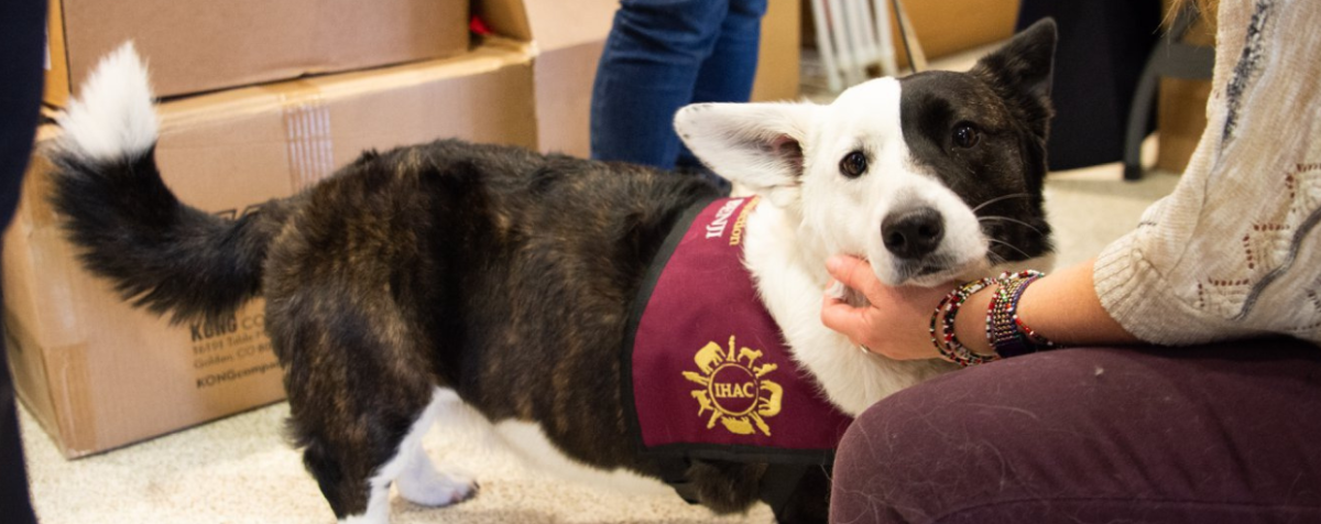 Therapy Dog with Bandana