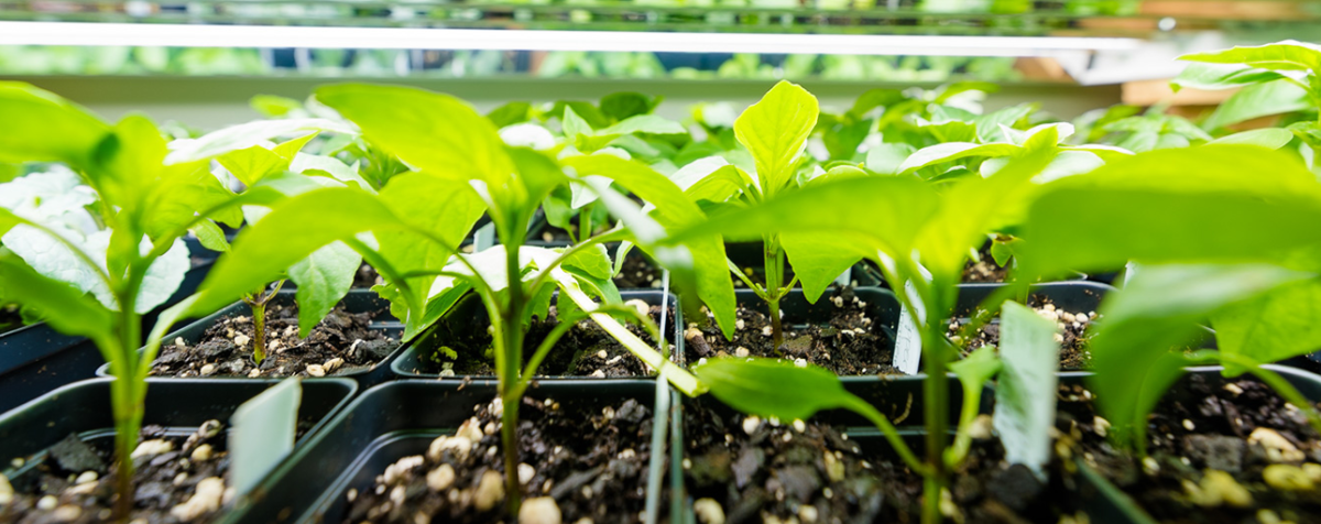 plants