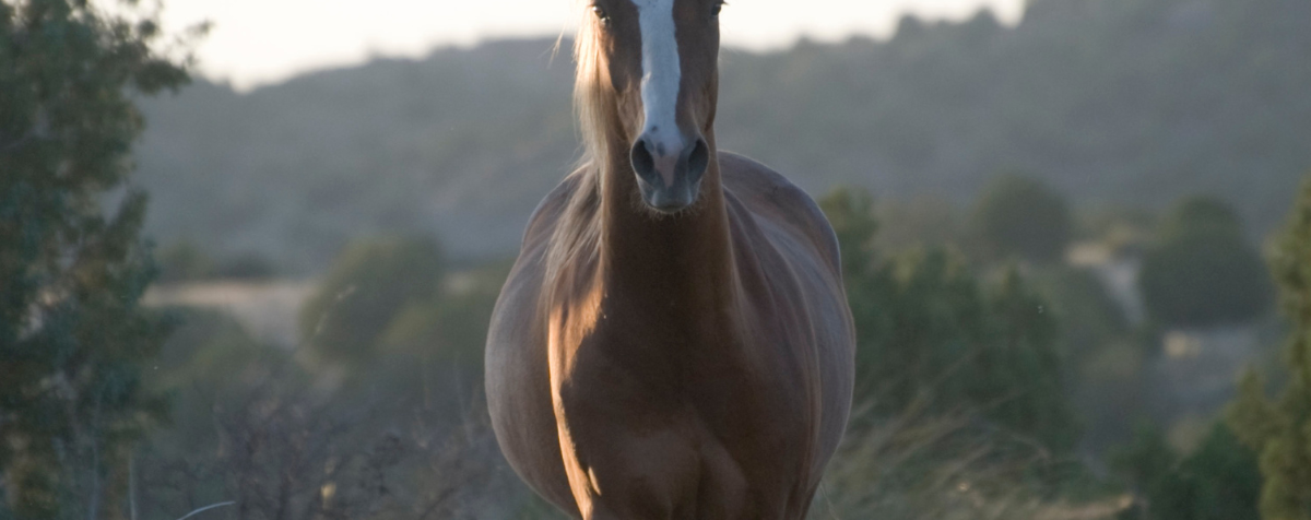 Horse running through a field